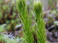 Lycopodiella inundata 15, Moeraswolfsklauw, Saxifraga-Rutger Barendse