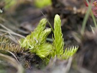 Moeraswolfsklauw, Marsh Clubmoss  Moeraswolfsklauw, Marsh Clubmoss : Drosera intermedia, Droseraceae, Kleine zonnedauw, Lycopode inondé, Lycopodiella inundata, Lycopodium inundat, Marsh Clubmoss, Miggefangerke, Mittlerer Sonnentau, Moeraswolfsklauw, Nederland, Oblong-leaved Sundew, Rossolis intermédiaire, Soest, Soesterveen, Sompewolvepoat, Sumpfbärlapp, Utrecht, Utrechtse Heuvelrug, Vereniging Natuurmonumenten, Zonnedauwfamilie, black, degeneratie, degeneration, green, groen, heath, hoogveen, klein, natuurmonumenten, plant, rare, rode lijst, small, the Netherlands, veen, vleesetende plant, zeldzaam, zwart