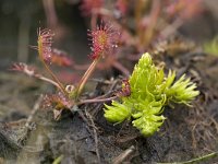 Moeraswolfsklauw, Marsh Clubmoss  Moeraswolfsklauw, Marsh Clubmoss : Drosera intermedia, Droseraceae, Kleine zonnedauw, Lycopode inondé, Lycopodiella inundata, Lycopodium inundat, Marsh Clubmoss, Miggefangerke, Mittlerer Sonnentau, Moeraswolfsklauw, Nederland, Oblong-leaved Sundew, Rossolis intermédiaire, Soest, Soesterveen, Sompewolvepoat, Sumpfbärlapp, Utrecht, Utrechtse Heuvelrug, Vereniging Natuurmonumenten, Zonnedauwfamilie, black, degeneratie, degeneration, green, groen, heath, hoogveen, klein, natuurmonumenten, plant, rare, rode lijst, small, the Netherlands, veen, vleesetende plant, zeldzaam, zwart