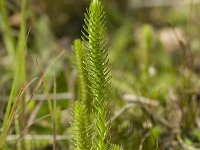 Lycopodiella inundata 19, Moeraswolfsklauw, Saxifraga-Willem van Kruijsbergen