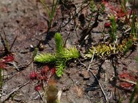 Lycopodiella inundata 2, Moeraswolfsklauw, Saxifraga-Willem van Kruijsbergen