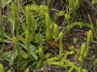 Lycopodiella inundata 25, Moeraswolfsklauw, Saxifraga-Peter Meininger