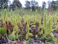 Lycopodiella inundata 31, Moeraswolfsklauw, Saxifraga-Mark Zekhuis