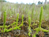 Lycopodiella inundata 32, Moeraswolfsklauw, Saxifraga-Rutger Barendse