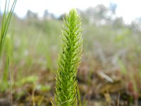 Lycopodiella inundata 33, Moeraswolfsklauw, Saxifraga-Rutger Barendse