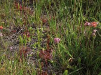 Lycopodiella inundata 38, Moeraswolfsklauw, Saxifraga-Hans Boll