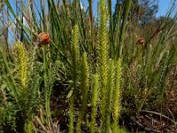 Lycopodiella inundata 41, Moeraswolfsklauw, Saxifraga-Ed Stikvoort