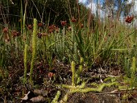 Lycopodiella inundata 43, Moeraswolfsklauw, Saxifraga-Ed Stikvoort