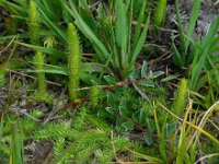 Lycopodiella inundata 46, Moeraswolfsklauw, Saxifraga-Ed Stikvoort