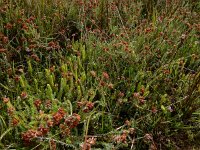 Lycopodiella inundata 47, Moeraswolfsklauw, Saxifraga-Ed Stikvoort