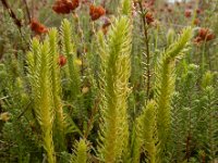 Lycopodiella inundata 48, Moeraswolfsklauw, Saxifraga-Ed Stikvoort