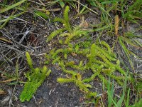 Lycopodiella inundata 49, Moeraswolfsklauw, Saxifraga-Ed Stikvoort