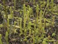 Lycopodiella inundata 50, Moeraswolfsklauw, Saxifraga-Willem van Kruijsbergen