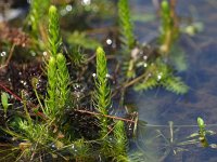 Lycopodiella inundata 52, Moeraswolfsklauw, Saxifraga-Hans Dekker