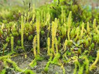 Lycopodiella inundata 53, Moeraswolfsklauw, Saxifraga-Hans Dekker