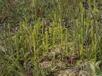 Lycopodiella inundata 54, Moeraswolfsklauw, Saxifraga-Willem van Kruijsbergen