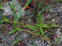 Lycopodiella inundata 6, Moeraswolfsklauw, Saxifraga-Willem van Kruijsbergen