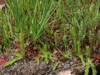 Lycopodiella inundata 8, Moeraswolfsklauw, Saxifraga-Willem van Kruijsbergen