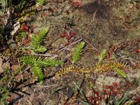 Lycopodiella inundata 9, Moeraswolfsklauw, Saxifraga-Willem van Kruijsbergen