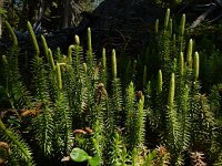 Lycopodium annotinum 25, Stekende wolfsklauw, Saxifraga-Ed Stikvoort