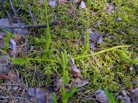 Lycopodium clavatum 47, Grote wolfsklauw, Saxifraga-Hans Grotenhuis