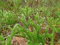 Lycopodium clavatum 48, Grote wolfsklauw, Saxifraga-Hans Grotenhuis