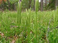 Lycopodium clavatum 49, Grote wolfsklauw, Saxifraga-Hans Grotenhuis