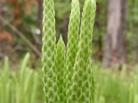 Lycopodium clavatum 50, Grote wolfsklauw, Saxifraga-Hans Grotenhuis