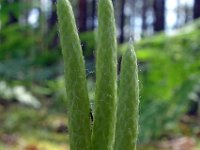 Lycopodium clavatum 52, Grote wolfsklauw, Saxifraga-Hans Grotenhuis