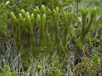 Lycopodium selago 1, Plompe wolfsklauw, Saxifraga-Willem van Kruijsbergen