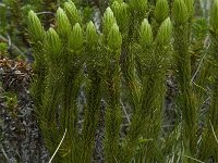 Lycopodium selago 2, Plompe wolfsklauw, Saxifraga-Willem van Kruijsbergen