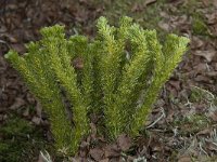 Lycopodium selago 3, Plompe wolfsklauw, Saxifraga-Willem van Kruijsbergen