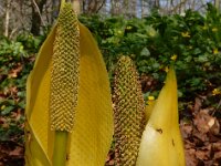 Lysichiton americanus 8, Moeraslantaarn, Saxifraga-Ed Stikvoort