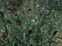 Lysimachia atropurpurea 2, Saxifraga-Jan van der Straaten