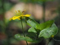 Lysimachia nemorum 31, Boswederik, Saxifraga-Hans Dekker