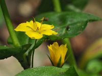 Lysimachia nemorum 32, Boswederik, Saxifraga-Hans Dekker