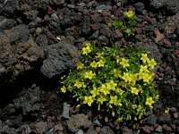 Lysimachia nemorum ssp azorica 26, Saxifraga-Ed Stikvoort