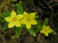 Lysimachia nemorum ssp azorica 27, Saxifraga-Ed Stikvoort