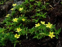 Lysimachia nemorum ssp azorica 29, Saxifraga-Ed Stikvoort