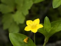 Lysimachia nemorum 1, Boswederik, Saxifraga-Jan van der Straaten