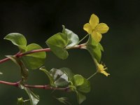 Lysimachia nemorum 10, Boswederik, Saxifraga-Willem van Kruijsbergen