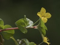 Lysimachia nemorum 11, Boswederik, Saxifraga-Willem van Kruijsbergen