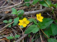 Lysimachia nemorum 12, Boswederik, Saxifraga-Ed Stikvoort