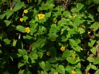 Lysimachia nemorum 13, Boswederik, Saxifraga-Ed Stikvoort