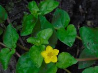 Lysimachia nemorum 14, Boswederik, Saxifraga-Ed Stikvoort