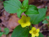 Lysimachia nemorum 15, Boswederik, Saxifraga-Ed Stikvoort