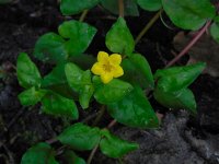 Lysimachia nemorum 16, Boswederik, Saxifraga-Ed Stikvoort