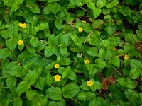 Lysimachia nemorum 17, Boswederik, Saxifraga-Ed Stikvoort