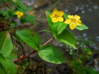 Lysimachia nemorum 18, Boswederik, Saxifraga-Ed Stikvoort