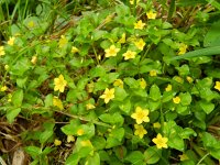 Lysimachia nemorum 19, Boswederik, Saxifraga-Rutger Barendse